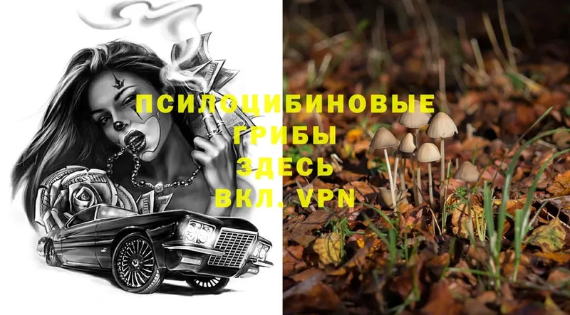 Галлюциногенные грибы Magic Shrooms  MEGA вход  Среднеуральск 